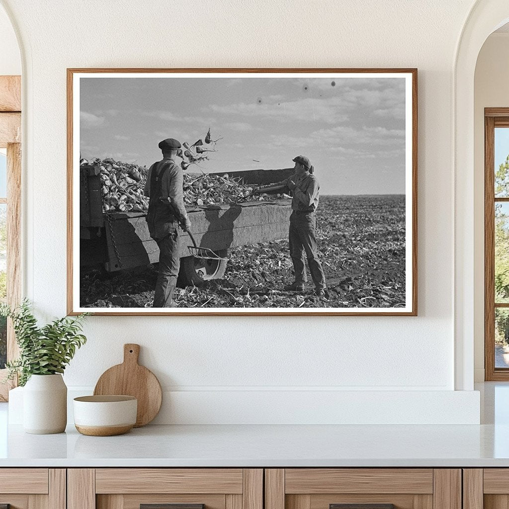 Workers Loading Sugar Beets onto Truck East Grand Forks 1937