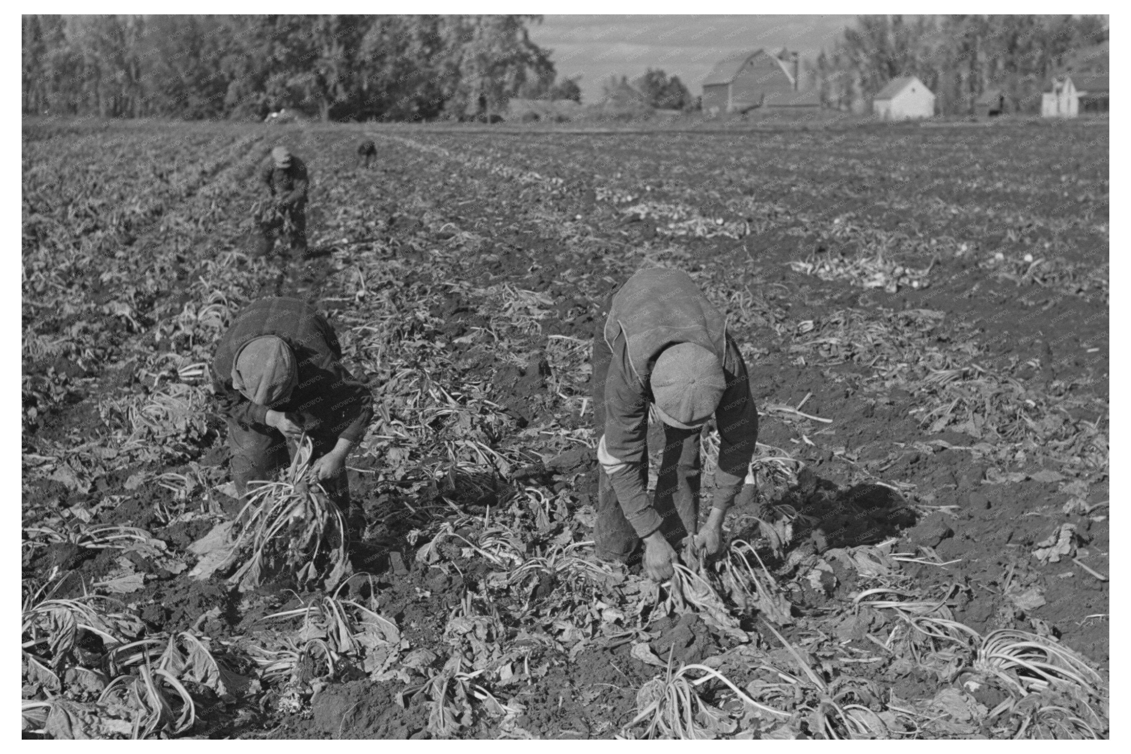 Vintage Agricultural Activity East Grand Forks 1937