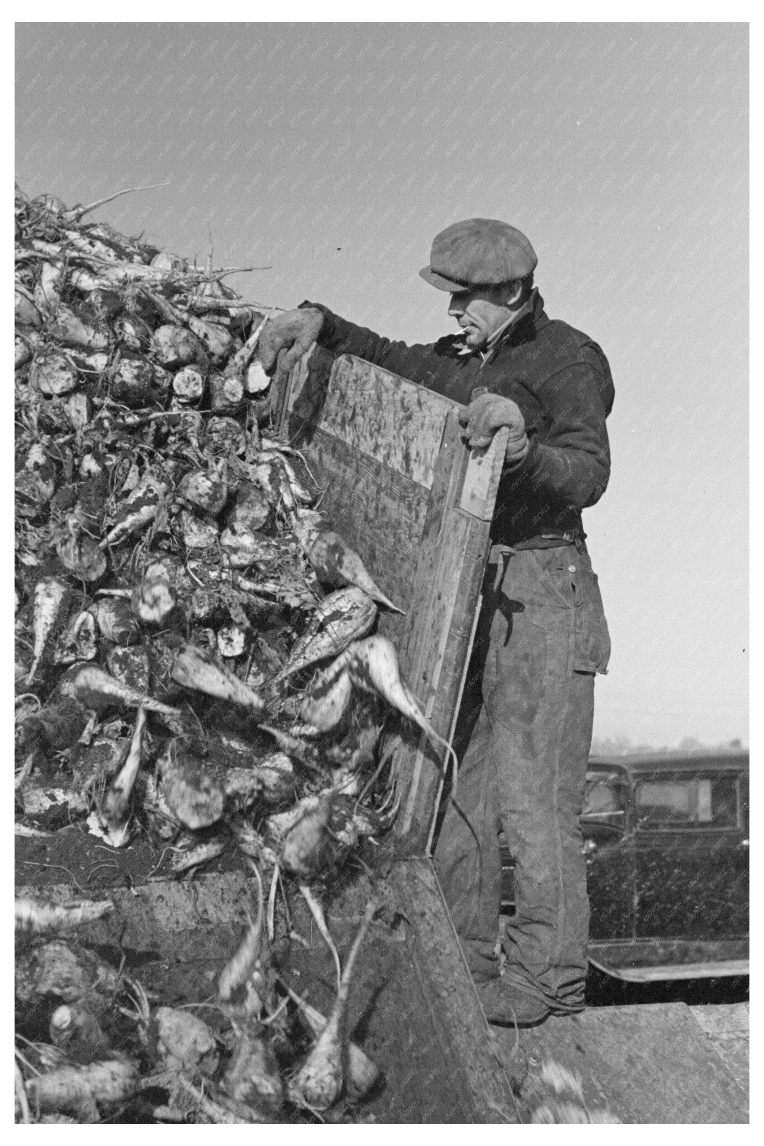 Man Unloading Sugar Beets at Minnesota Factory 1937