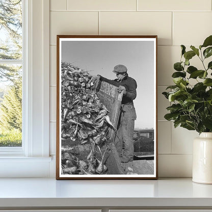 Man Unloading Sugar Beets at Minnesota Factory 1937