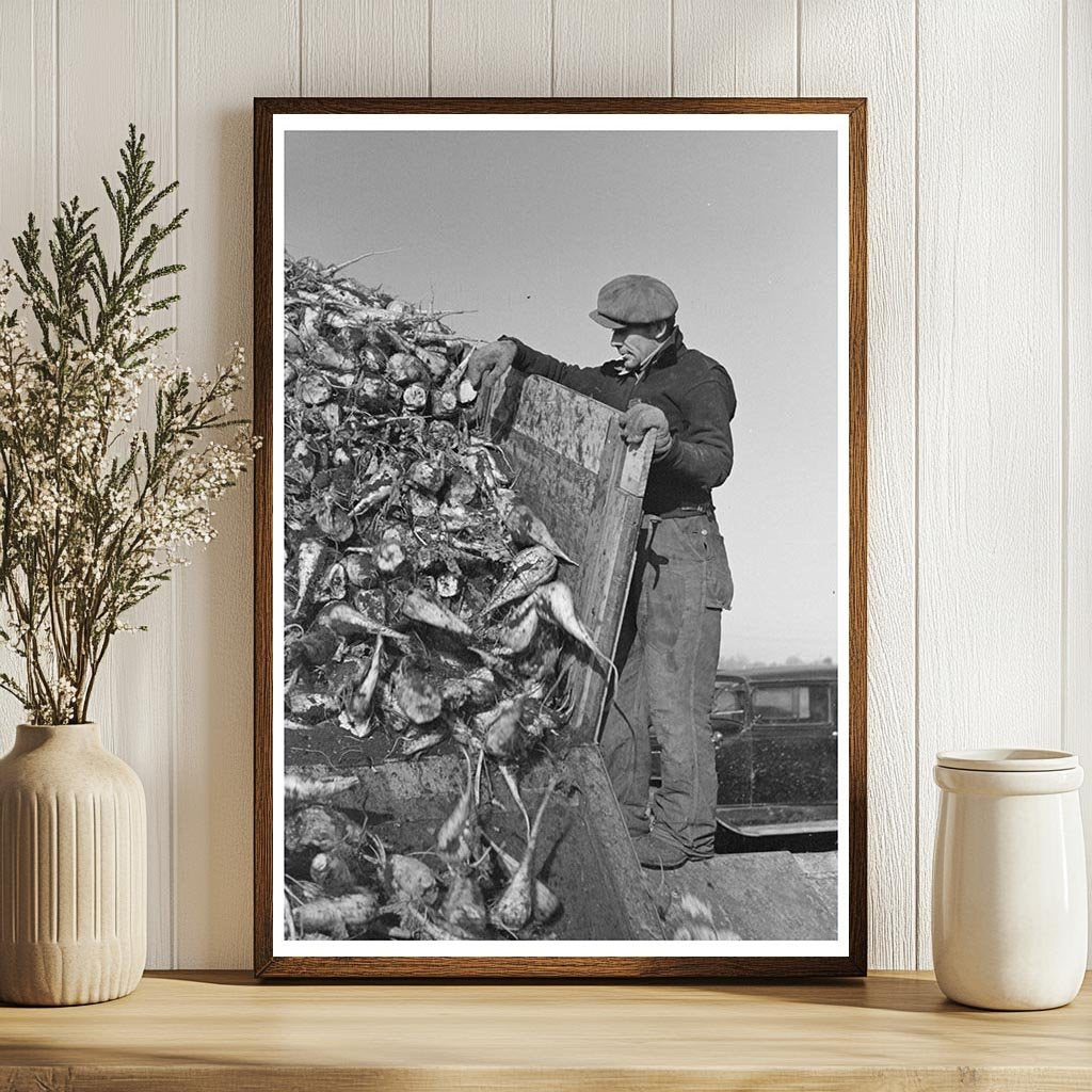 Man Unloading Sugar Beets at Minnesota Factory 1937