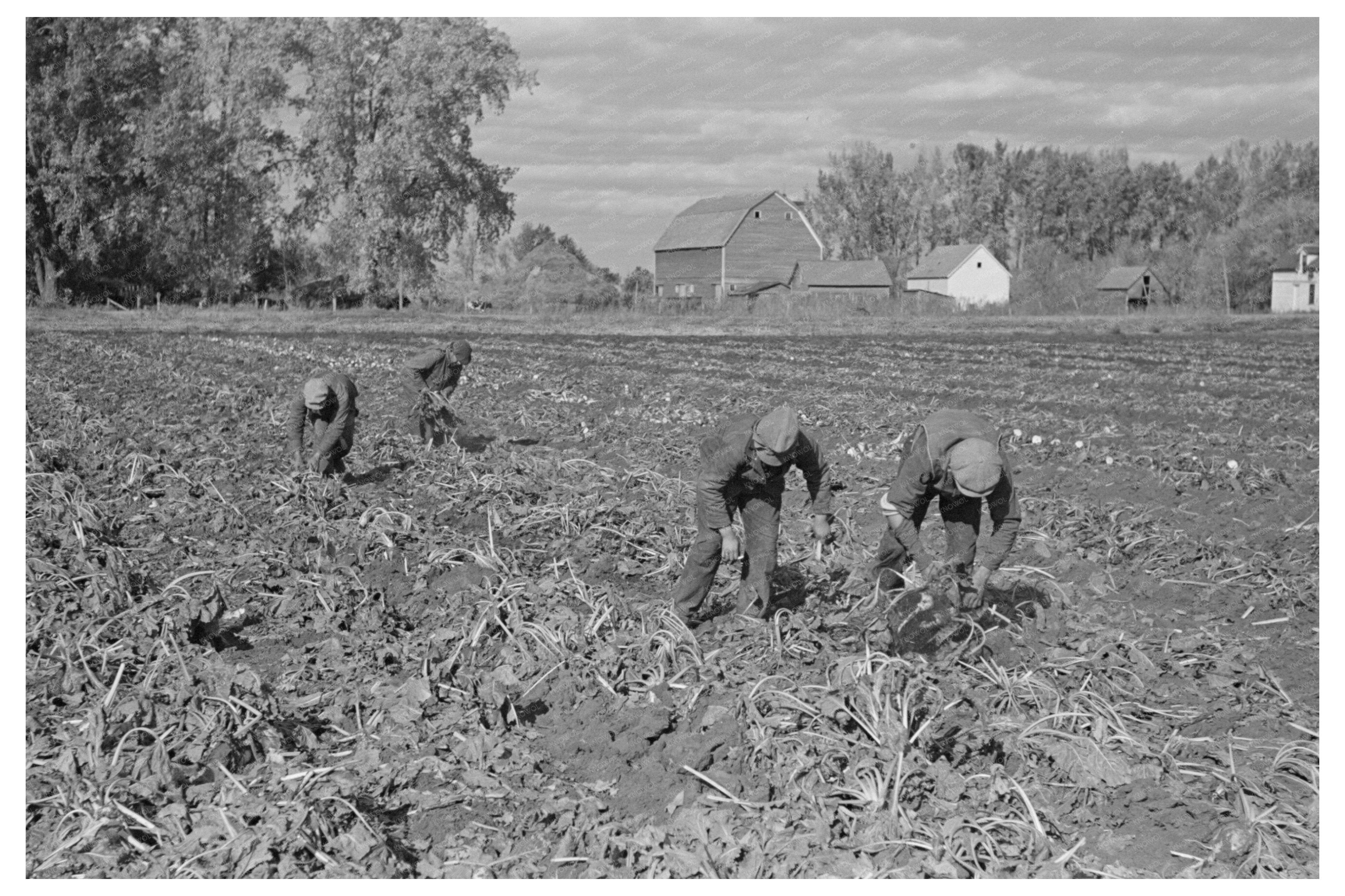 Workers Piling Beets in East Grand Forks October 1937