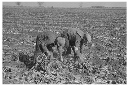 Workers Harvesting Sugar Beets East Grand Forks 1937