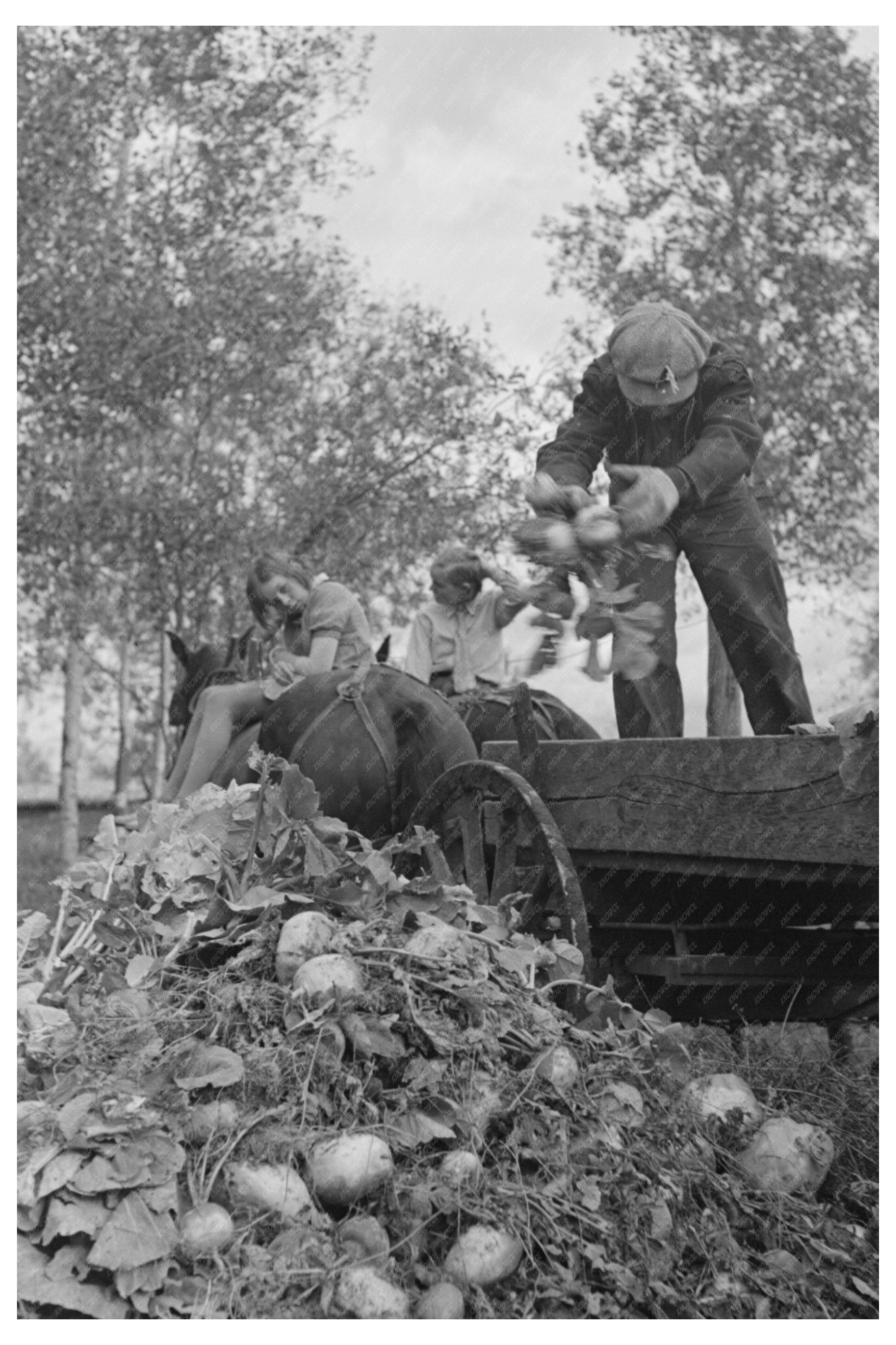 Worker Operating Beet Unloading Machine East Grand Forks 1937