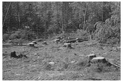 Vintage Lumber Camp Scene Effie Minnesota September 1937