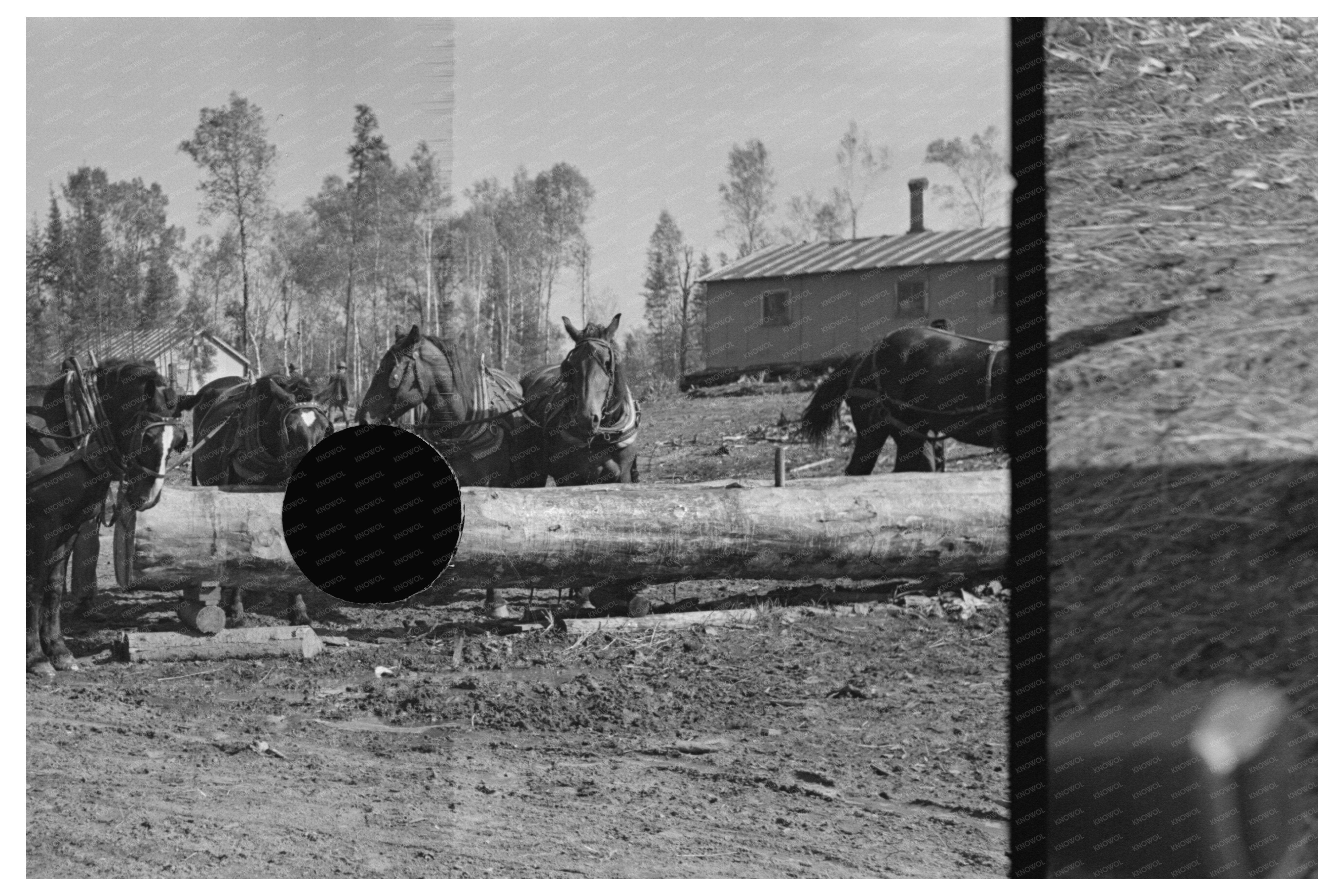 Vintage 1937 Photograph of Pulpwood Loading in Minnesota