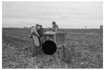 Vintage Sugar Beet Harvesting Fisher Minnesota 1937