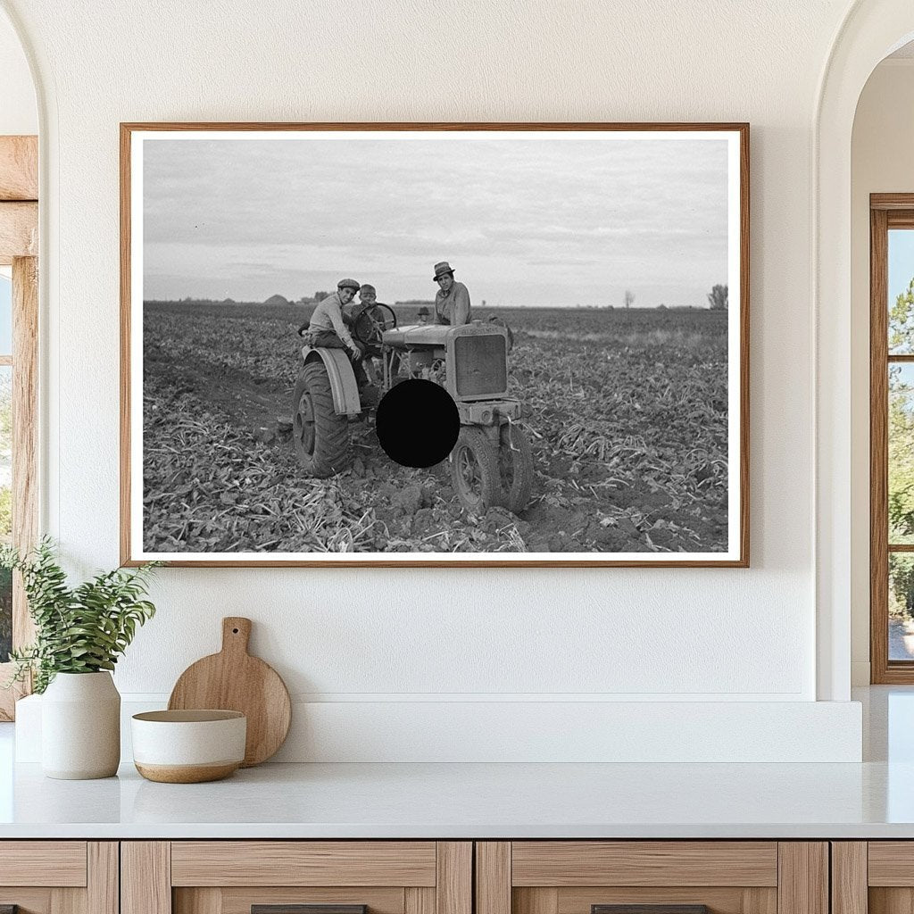 Vintage Sugar Beet Harvesting Fisher Minnesota 1937