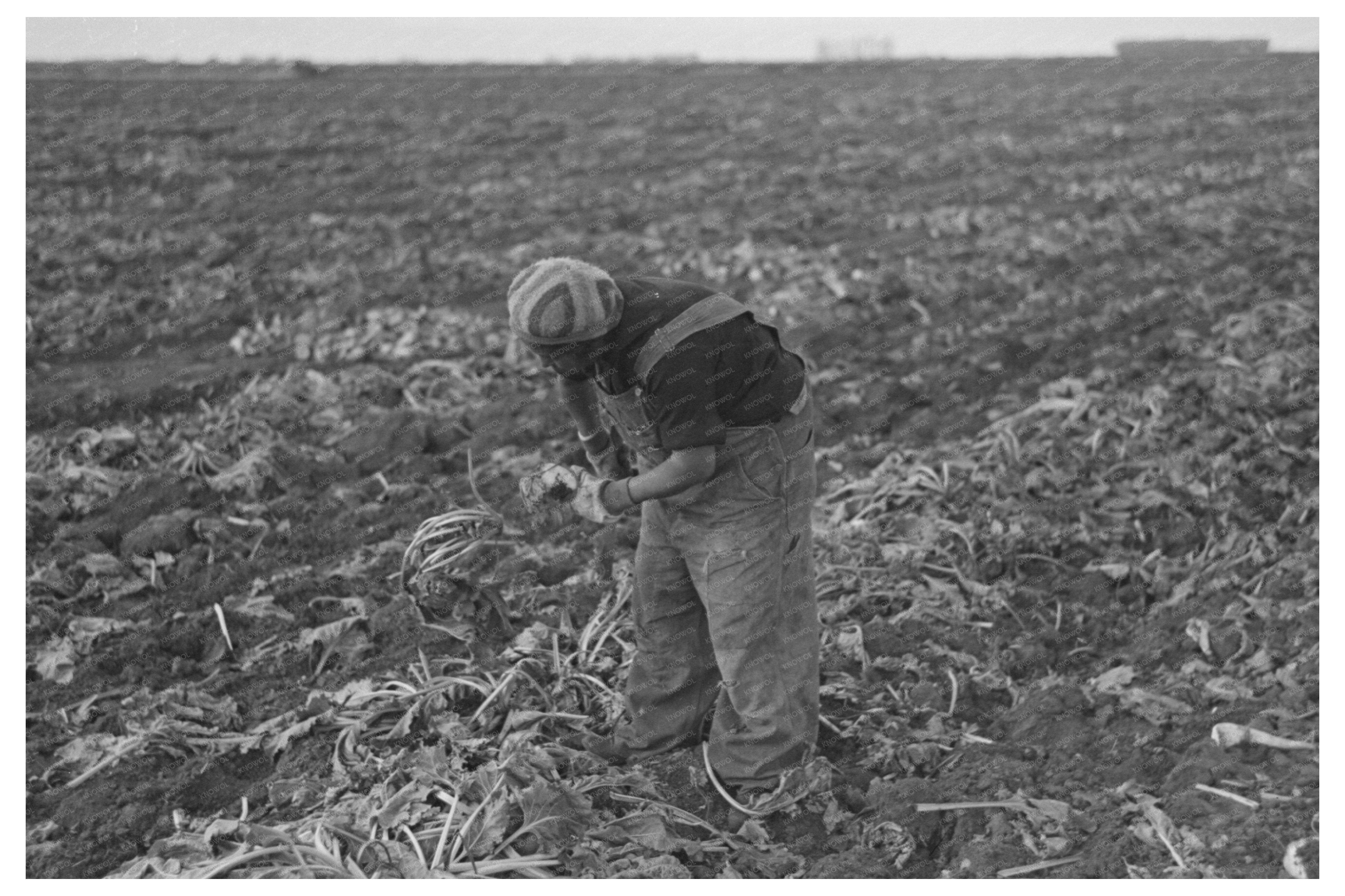 Topping Sugar Beets in Fisher Minnesota October 1937