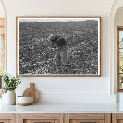 Topping Sugar Beets in Fisher Minnesota October 1937