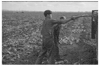 Workers Topping Sugar Beets in Minnesota 1937