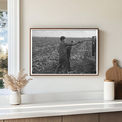 Workers Topping Sugar Beets in Minnesota 1937