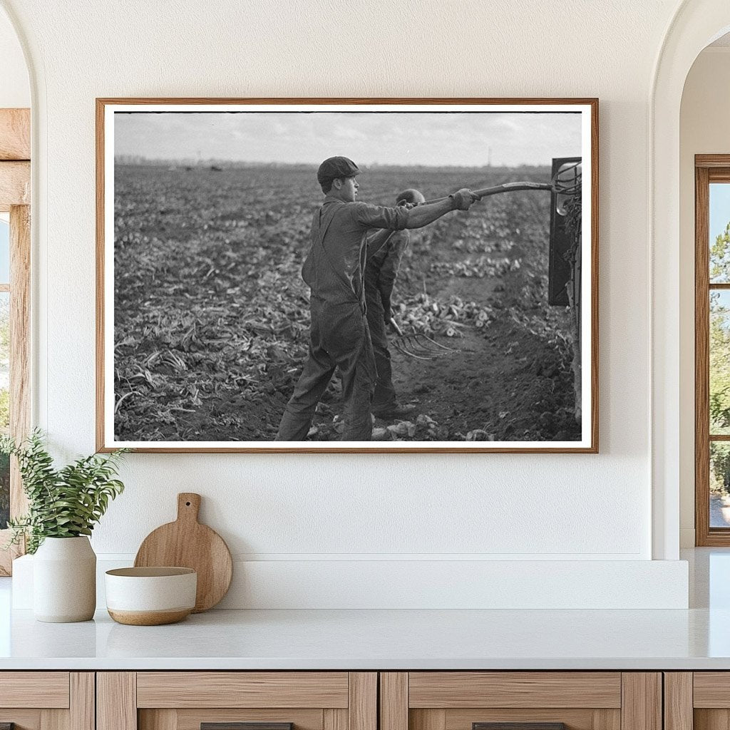 Workers Topping Sugar Beets in Minnesota 1937