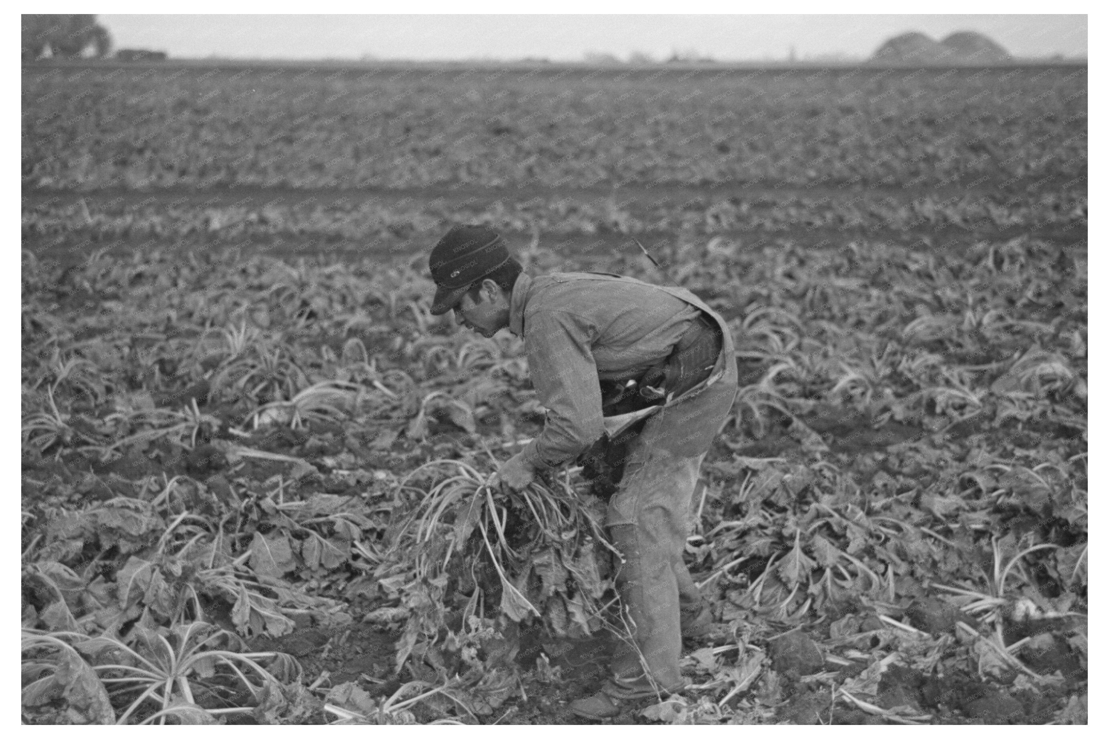 Young Boy Working in Sugar Beet Fields Minnesota 1937