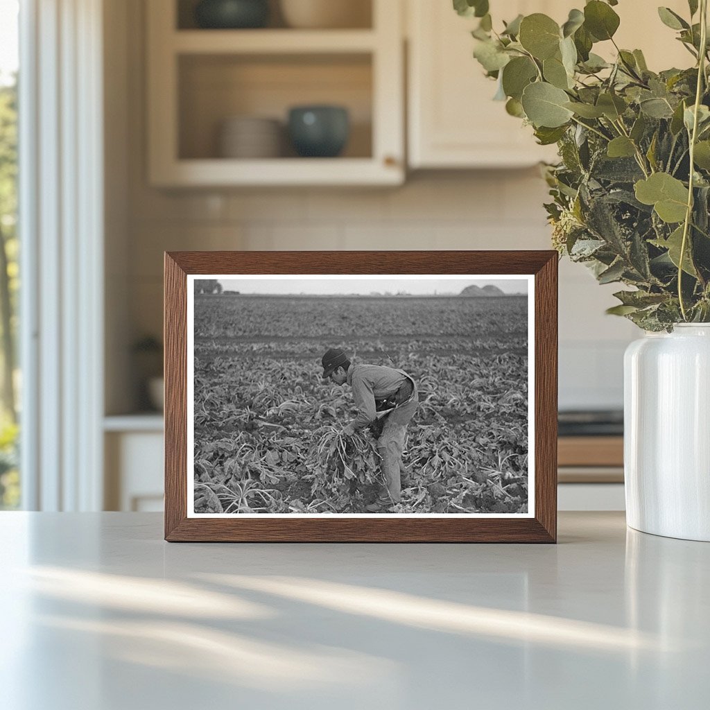 Young Boy Working in Sugar Beet Fields Minnesota 1937