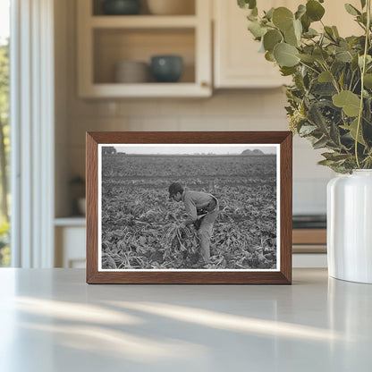 Young Boy Working in Sugar Beet Fields Minnesota 1937