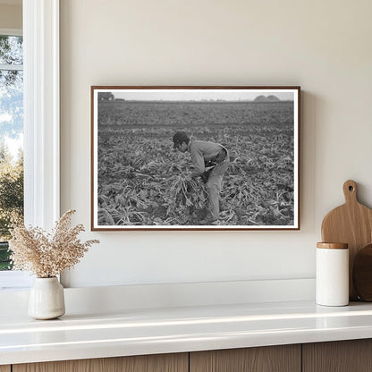 Young Boy Working in Sugar Beet Fields Minnesota 1937