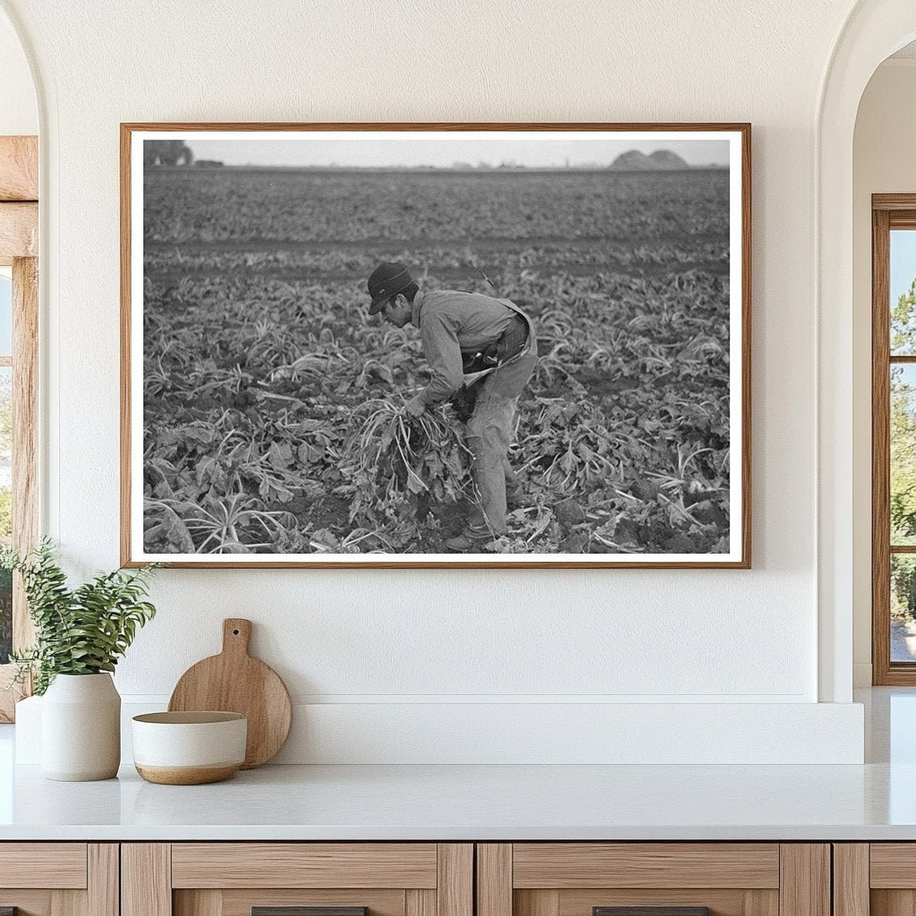 Young Boy Working in Sugar Beet Fields Minnesota 1937