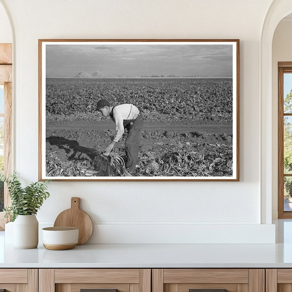 Young Boy Working in Beet Field Fisher Minnesota 1937