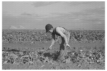 Young Boy Working in Sugar Beet Field Minnesota 1937