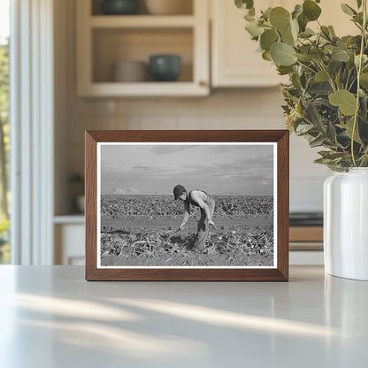 Young Boy Working in Sugar Beet Field Minnesota 1937