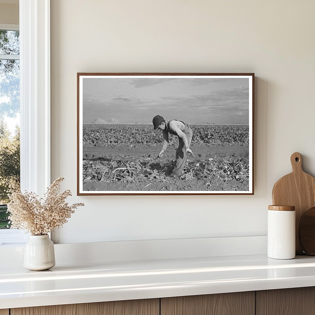 Young Boy Working in Sugar Beet Field Minnesota 1937