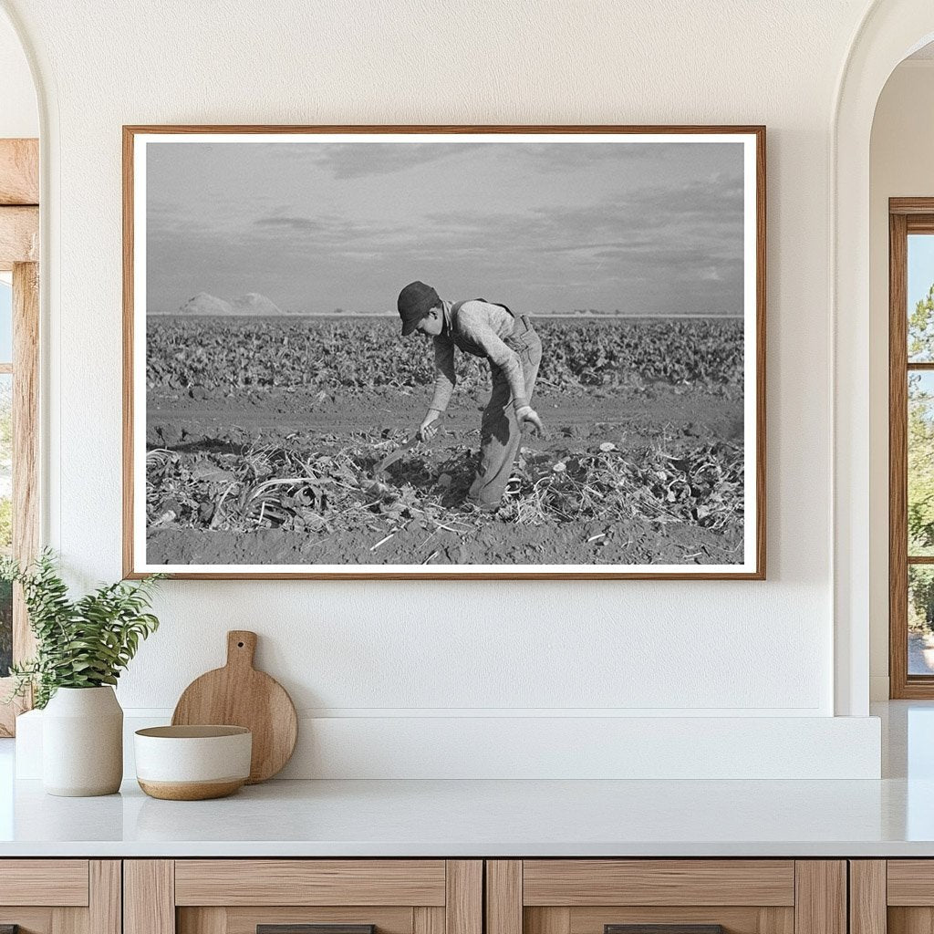 Young Boy Working in Sugar Beet Field Minnesota 1937