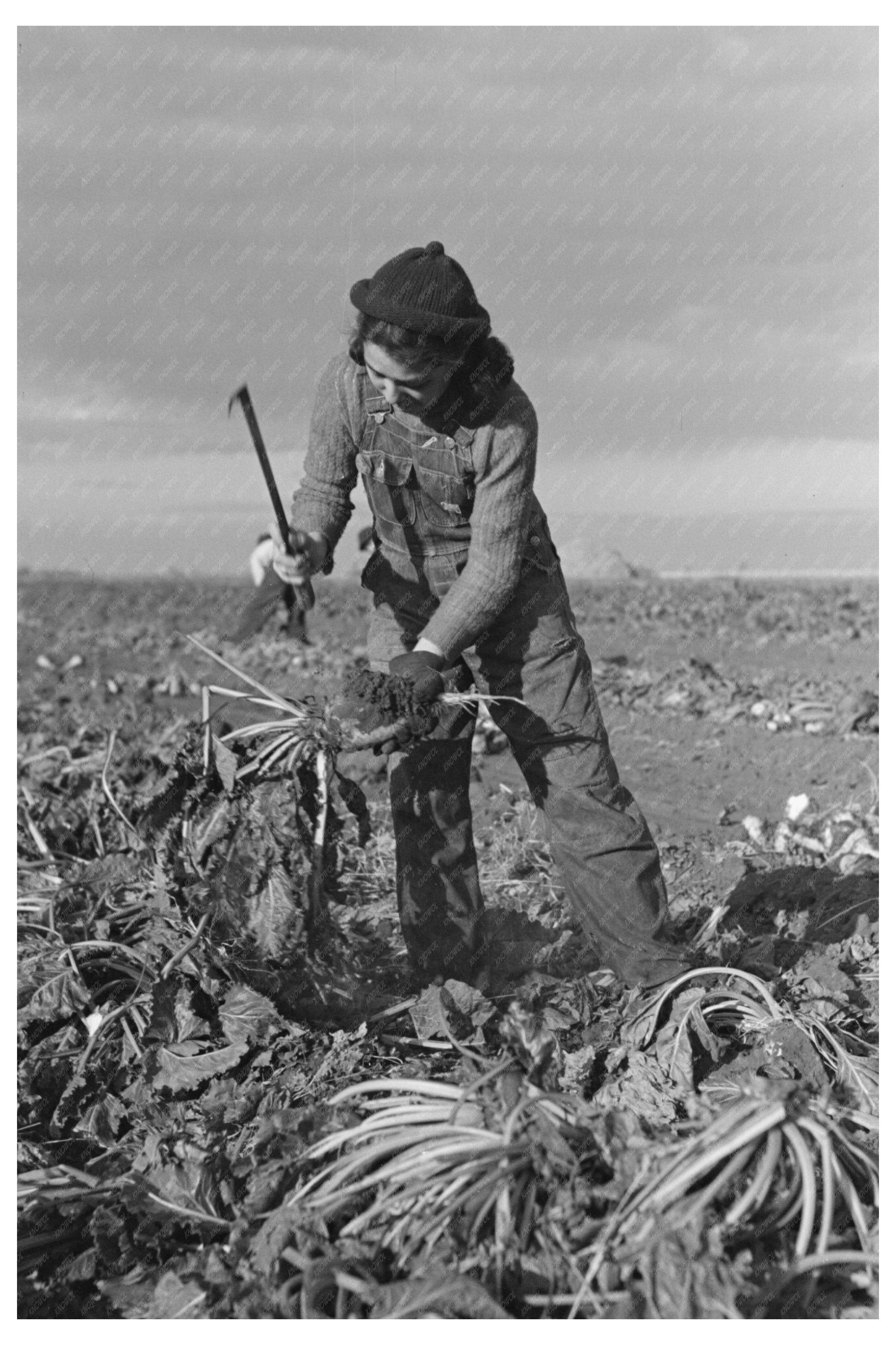 Young Girl Working in Sugar Beet Fields Minnesota 1937