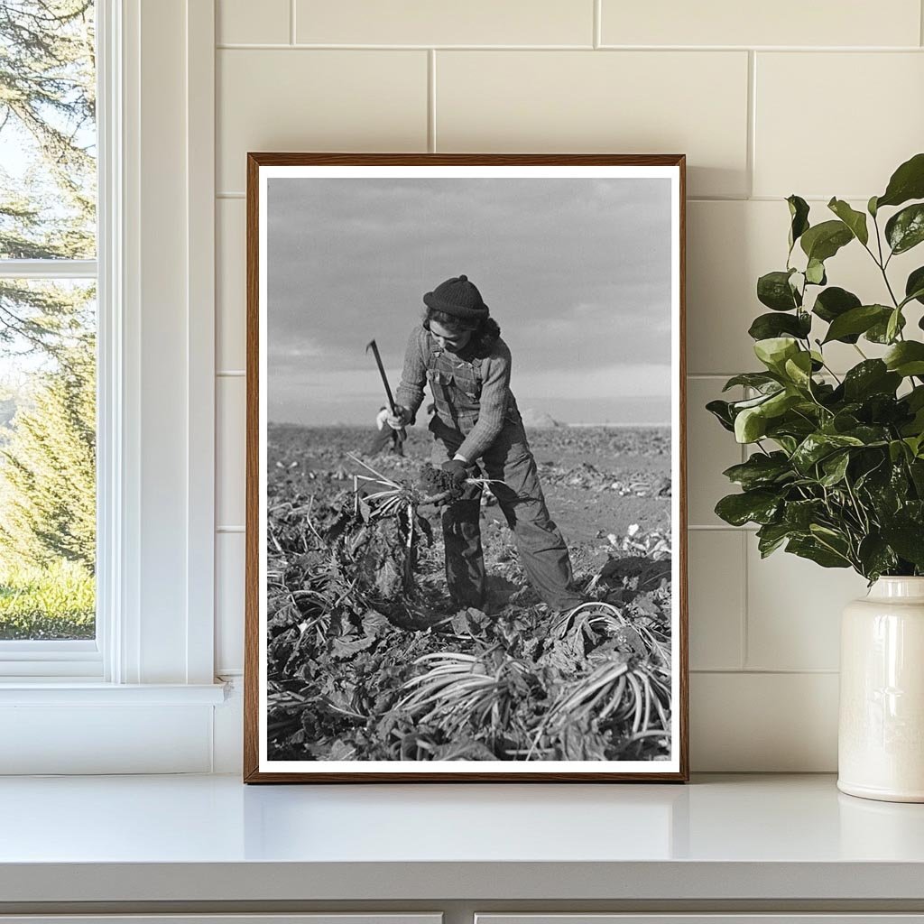 Young Girl Working in Sugar Beet Fields Minnesota 1937