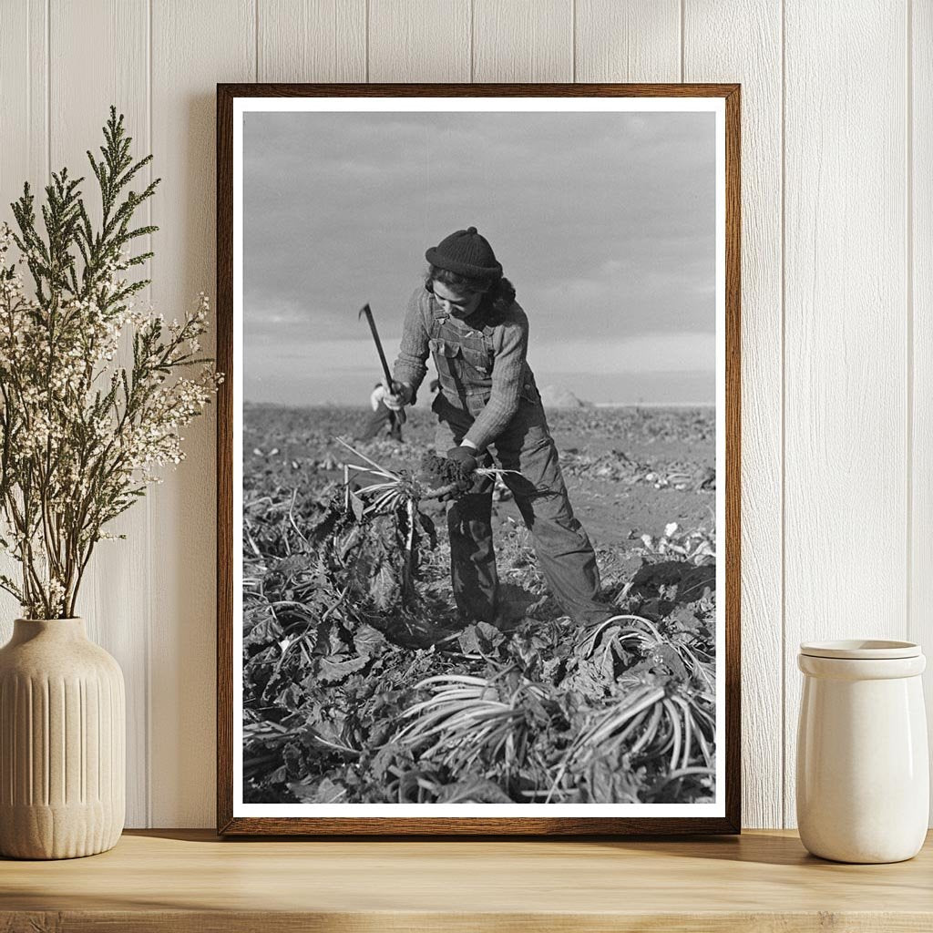 Young Girl Working in Sugar Beet Fields Minnesota 1937