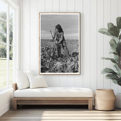 Young Girl Working in Sugar Beet Fields Minnesota 1937