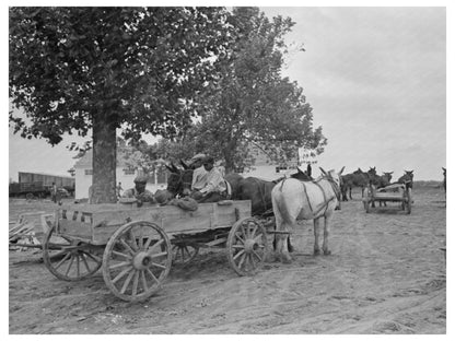 Farm Security Administration Client with Mules Missouri 1938