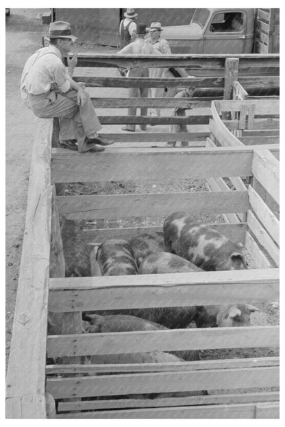 Sikeston Missouri Auction Yard Pigs May 1938