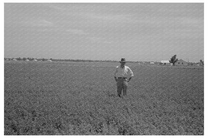 Vintage Planter and Mules in Southeast Missouri 1938