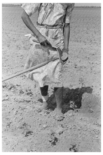 Sharecropper Woman Hoeing Cotton Field May 1938 Missouri