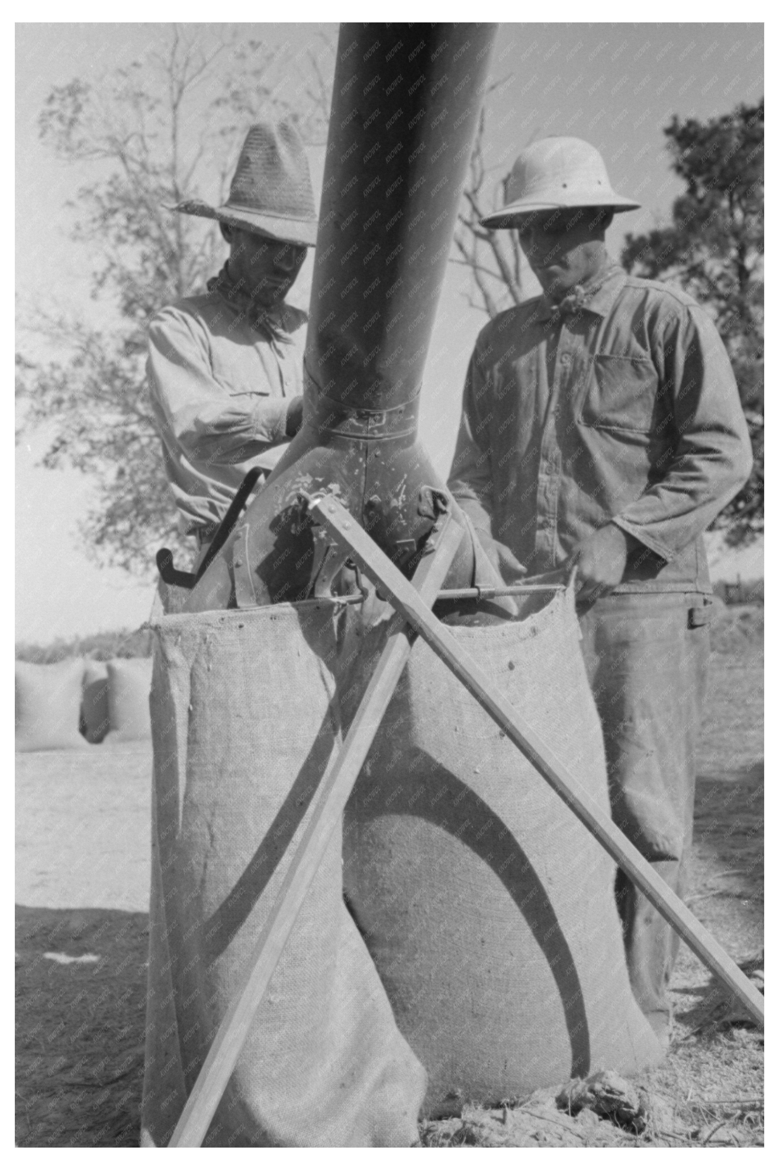 Rice Harvesting at Threshing Machine in Louisiana 1938