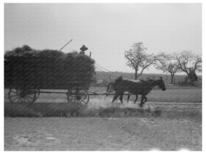 Rice Harvesting Near Crowley Louisiana September 1938