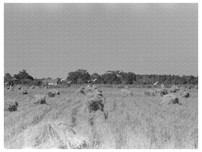 Cranes in Louisiana Rice Field September 1938