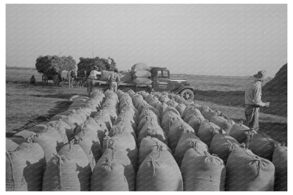 Threshing Rice in Crowley Louisiana September 1938