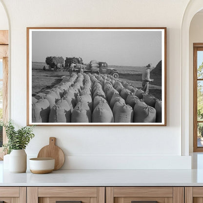 Threshing Rice in Crowley Louisiana September 1938