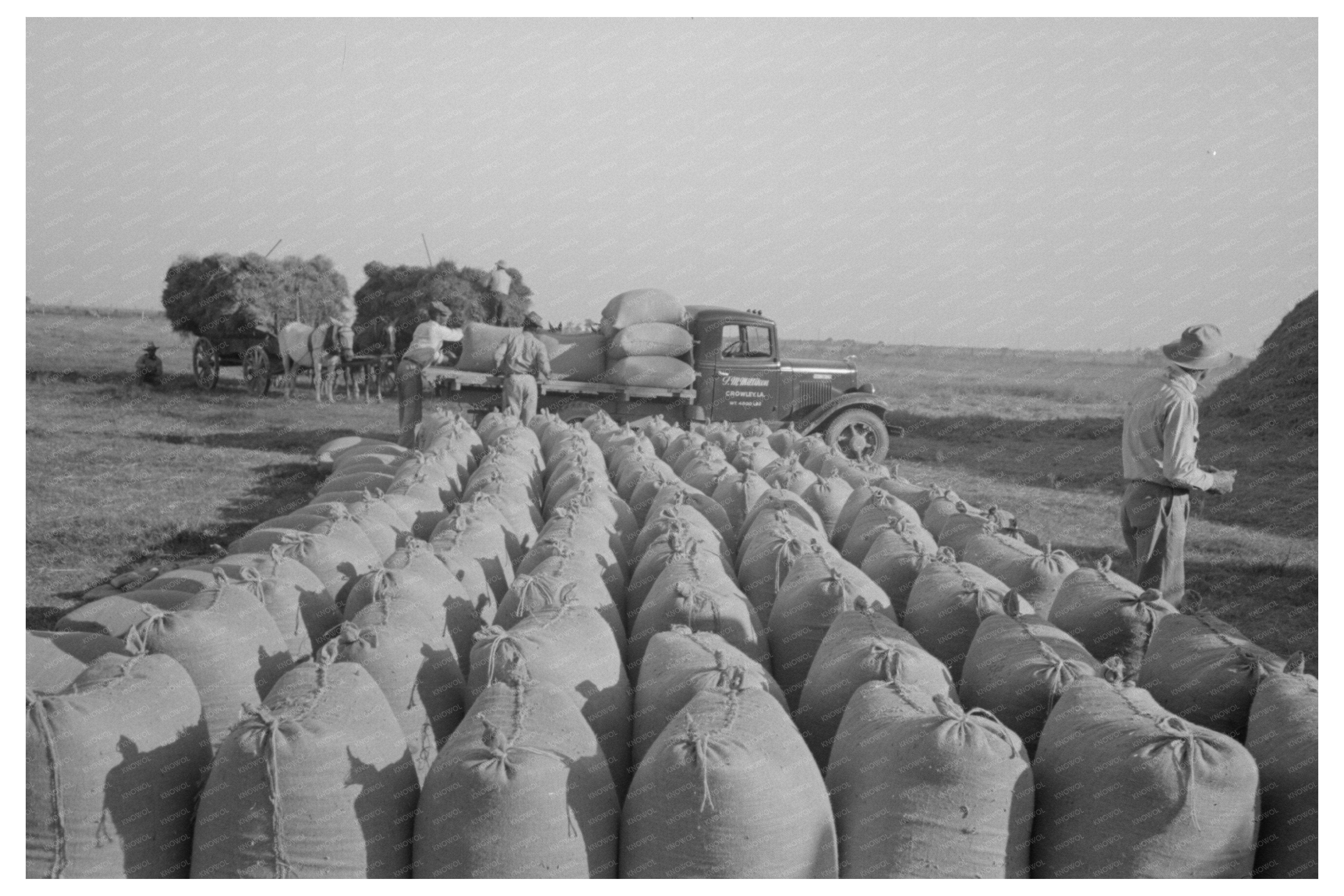 Threshed Rice Bags and Loading Operations Crowley 1938