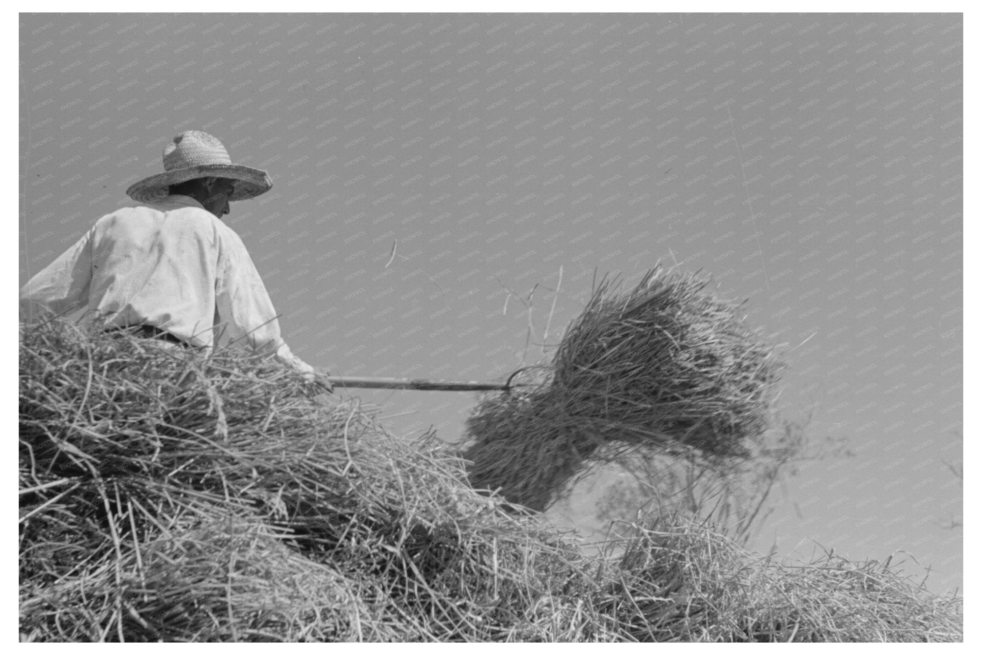 Vintage 1938 Rice Threshing in Louisiana Fields