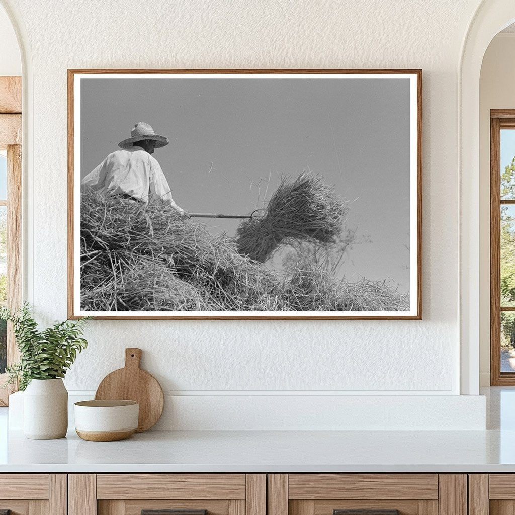 Vintage 1938 Rice Threshing in Louisiana Fields