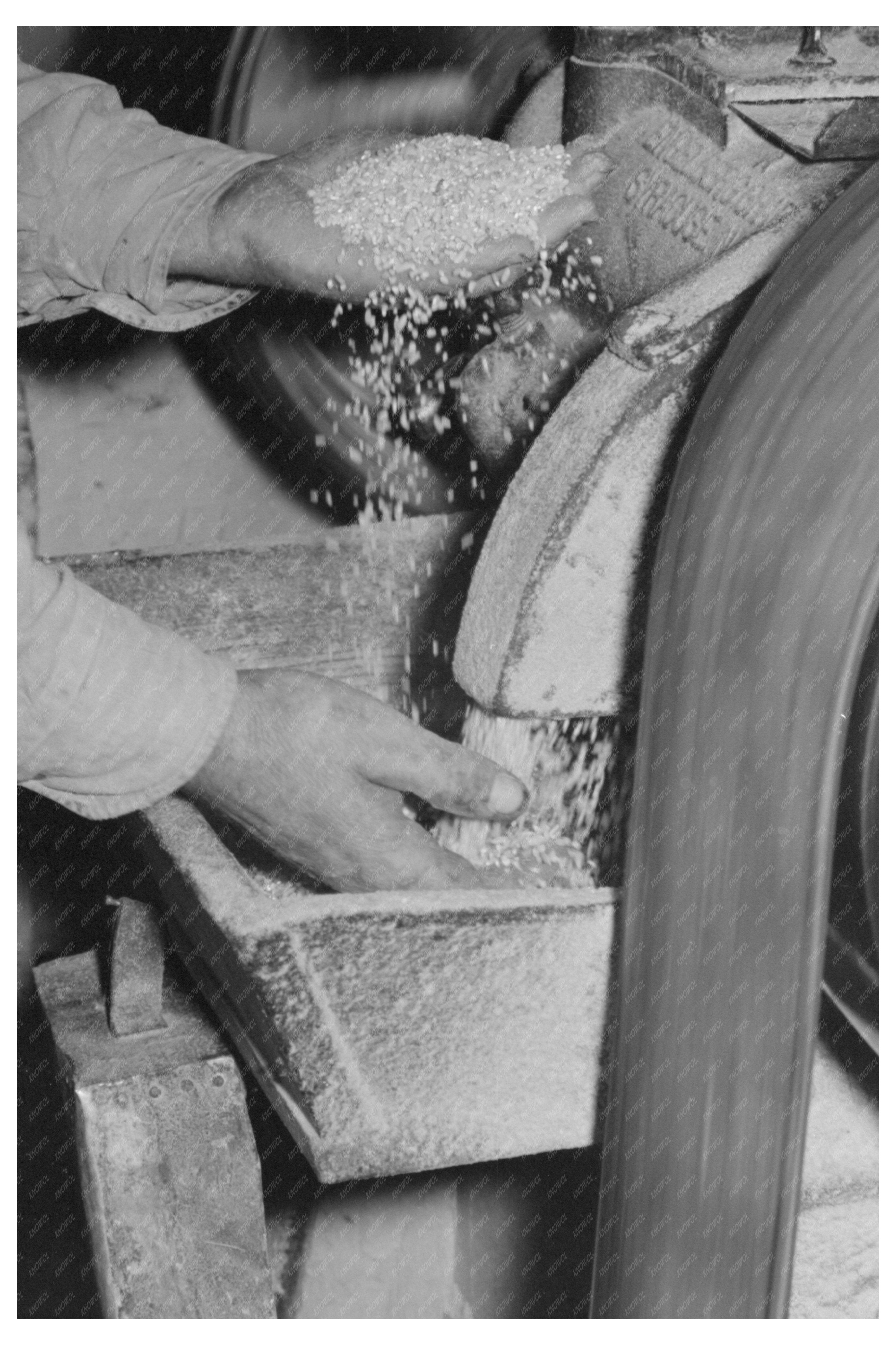 Rice Examination at Crowley State Rice Mill 1938