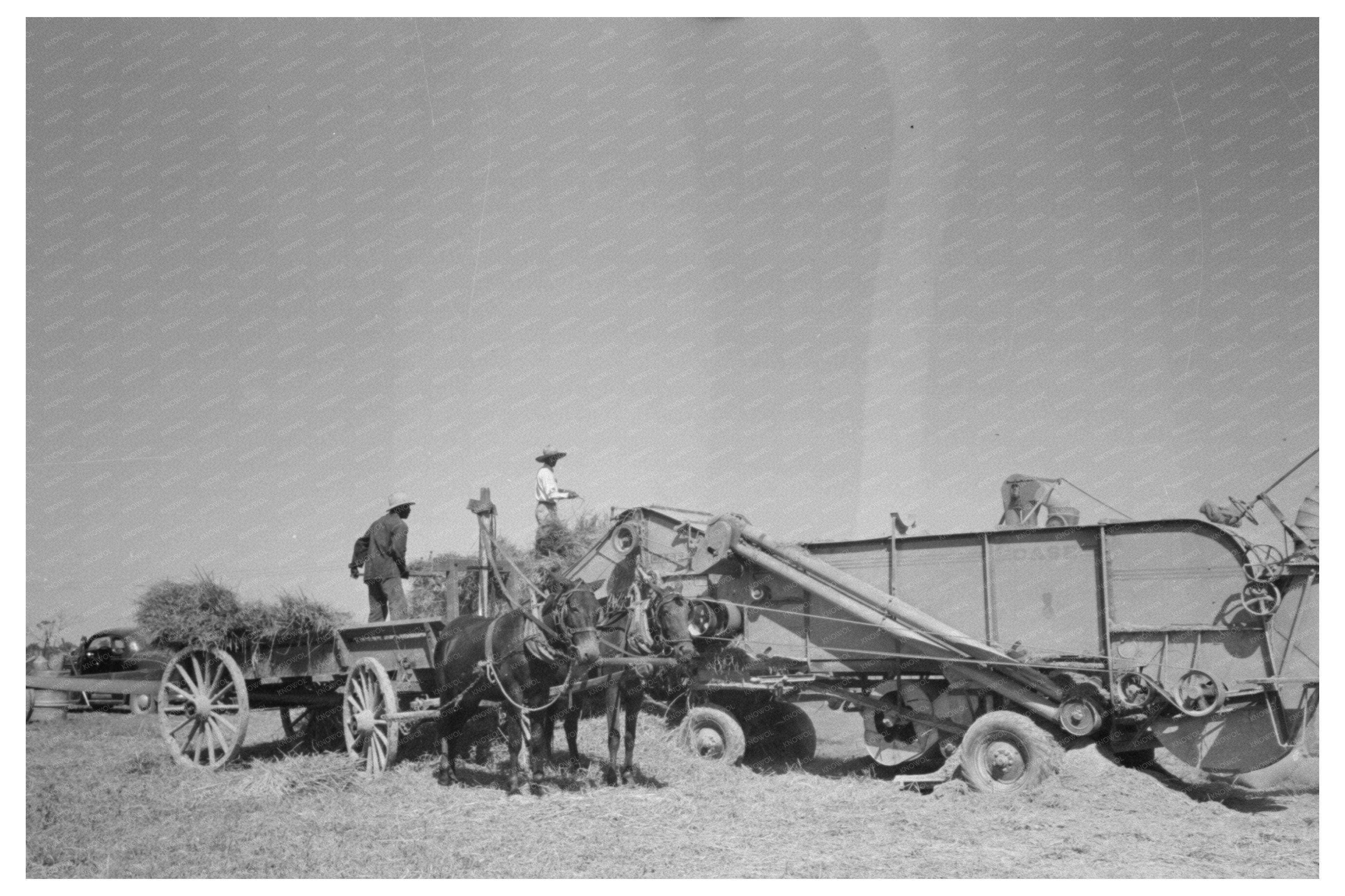 Vintage Threshing Rice Near Crowley Louisiana 1938