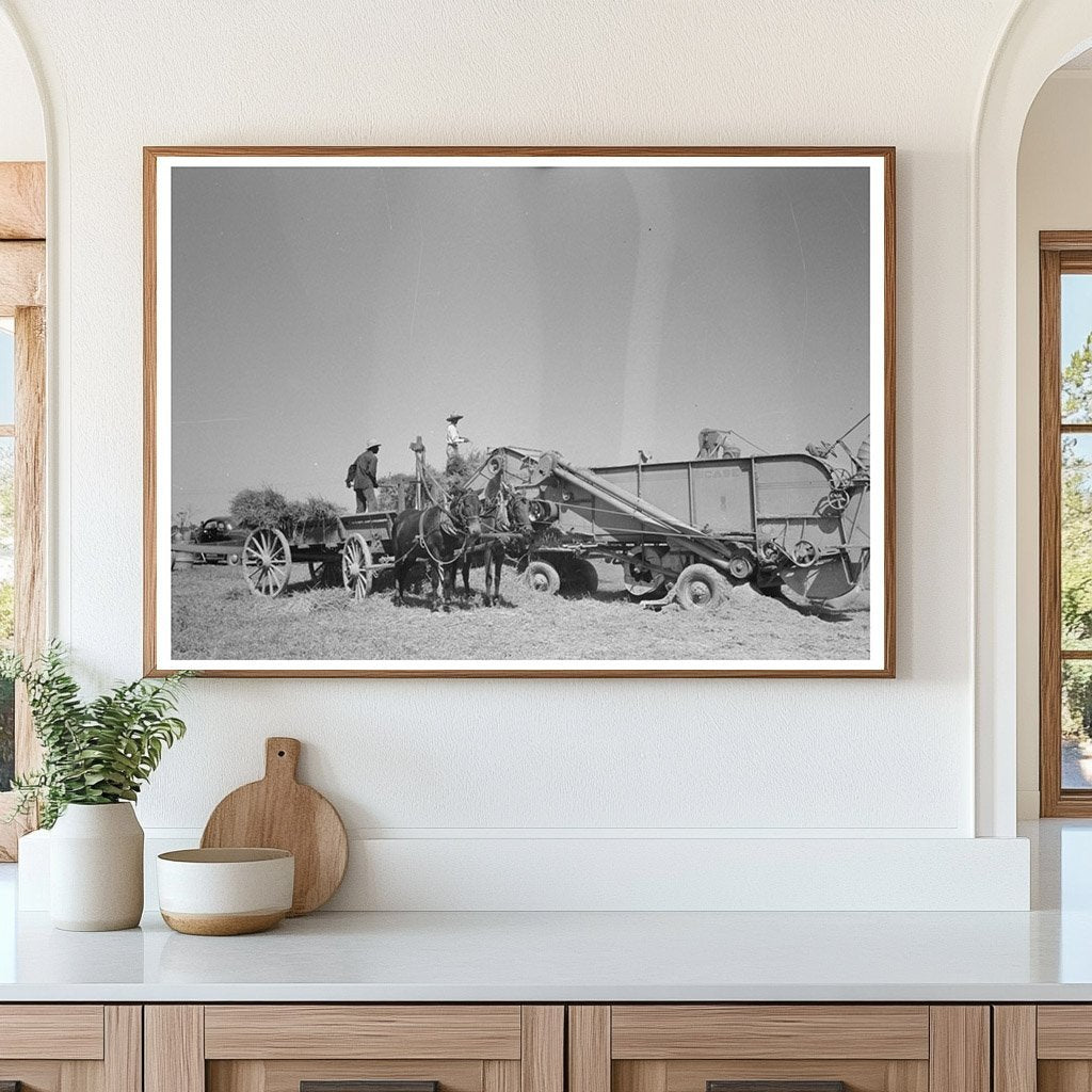 Vintage Threshing Rice Near Crowley Louisiana 1938