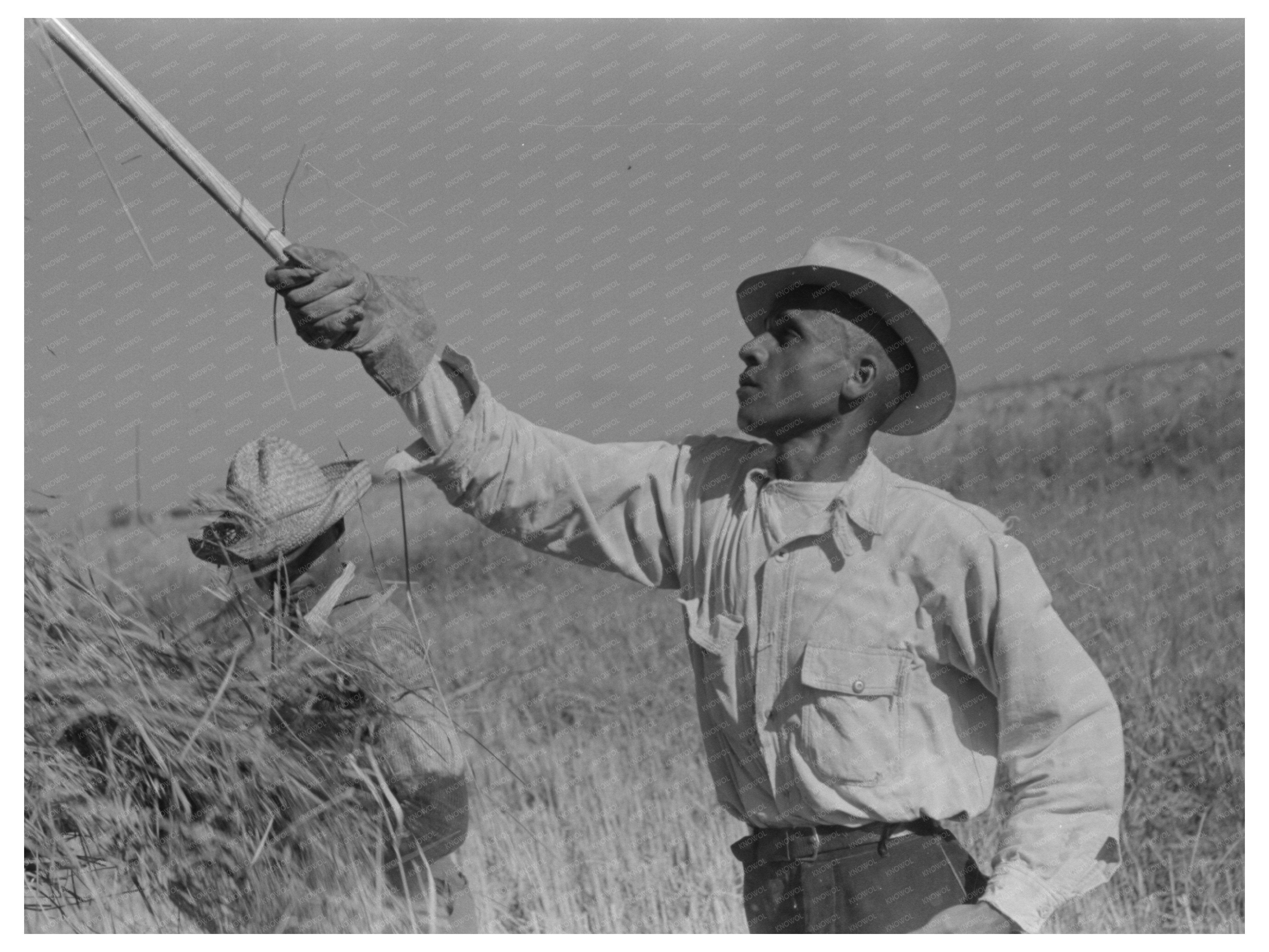 Rice Bundling Process in Crowley Louisiana 1938