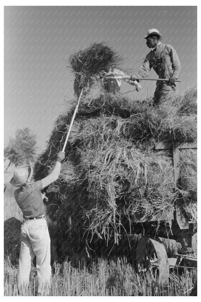 Workers Transporting Rice in Crowley Louisiana 1938