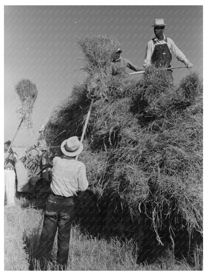 Workers Transferring Rice Bundles in Louisiana 1938