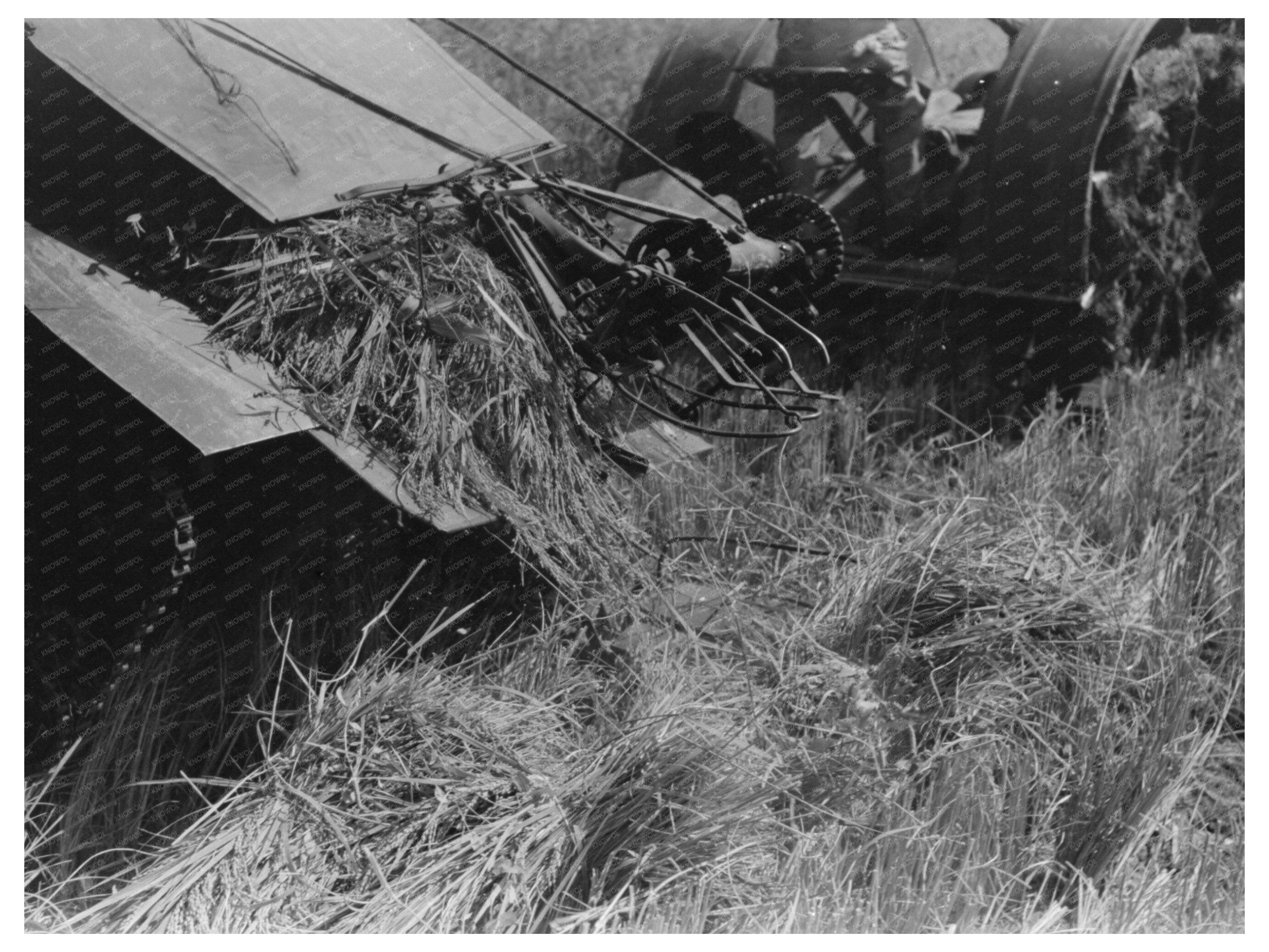 Vintage 1938 Rice Cutting in Crowley Louisiana Image